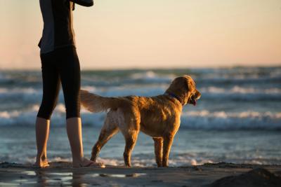 Cuidando a nuestras mascotas en Pinamar: Claves para una tenencia responsable