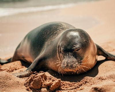 Los lobos marinos también eligen Pinamar como destino de descanso